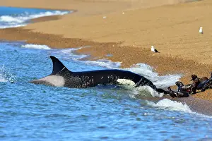 Orcinus: Orca / Killer Whale