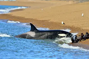 Orcinus: Orca / Killer Whale