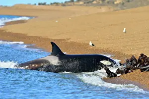 Orcinus: Orca / Killer Whale