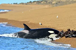 Orcinus: Orca / Killer Whale