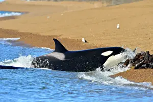 Orcinus: Orca / Killer Whale