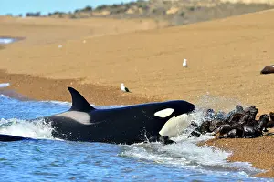Orcinus: Orca / Killer Whale