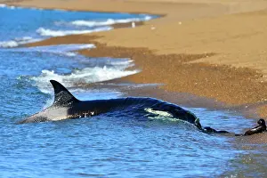 Sealion: Orca / Killer Whale