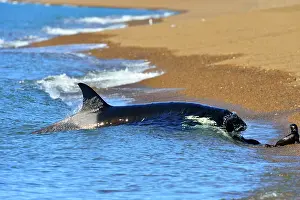 Sealion: Orca / Killer Whale