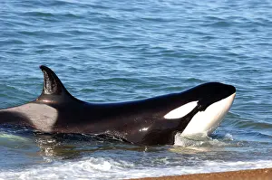 Orcinus: Orca / Killer Whale
