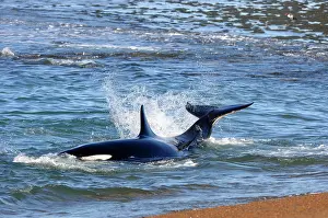 Orcinus: Orca / Killer Whale