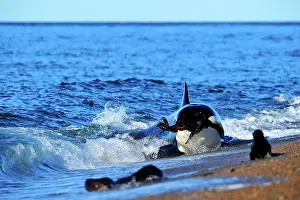 Sealion: Orca / Killer Whale