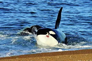 Sealion: Orca / Killer Whale