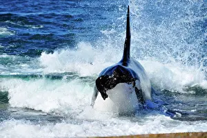 Sealion: Orca / Killer Whale