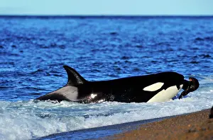 Sealion: Orca / Killer Whale