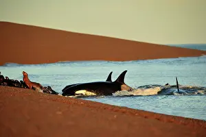 Sealion: Orca / Killer Whale