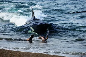 Sealion: Orca / Killer Whale