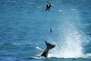 Sealion: Orca / Killer Whale