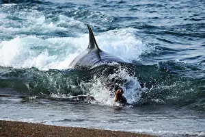 Sealion: Orca / Killer Whale