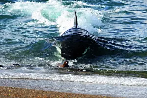 Sealion: Orca / Killer Whale