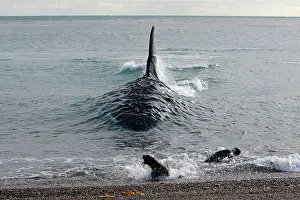 Orcas: Orca / Killer Whale - attack on young South American Sea Lio