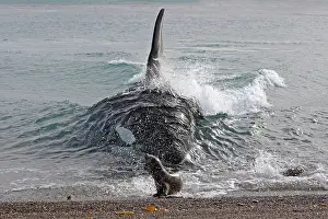 Orca / Killer Whale - attack on young South American Sea Lio