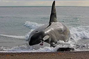Lucky: Orca / Killer Whale - attack on young South American Sea Lio