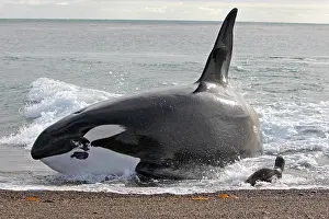 Lucky: Orca / Killer Whale - attack on young South American Sea Lio