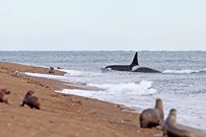 Orcas: Orca / Killer Whale - attack on young South American Sea Lio