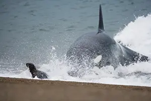 Sealion: orca or killer whale (Orcinus orca) attacking