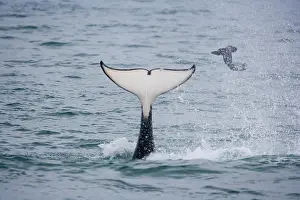 Sealion: orca or killer whale (Orcinus orca) flipping