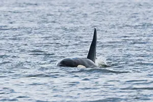Orcinus: Orca, Killer Whale (Orcinus orca), male, dorsal