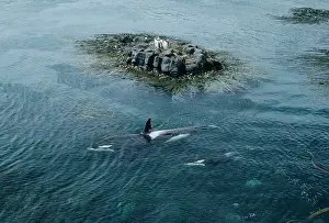 Circling: Orca / Killer Whales - aerial view - circling King Penguins