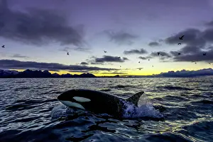 Killer: Orca (Orcinus orca) emerges, sunset, mountains at