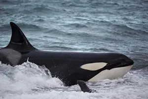 Killer: Orca (Orcinus orca) intentionally stranding on the