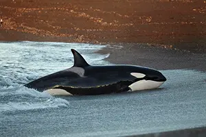 Killer: Orca (Orcinus orca) intentionally stranding on the