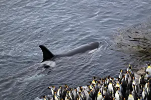 Orcinus: Orca (Orcinus orca) King Penguins (Aptenodytes patagonicus)