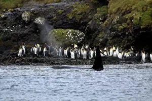 Orcinus: Orca whale