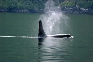 Killer: Orca whale blowing steam in the air