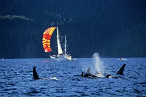 Yachts: Orca Whale / Killer Whale - with sailboat