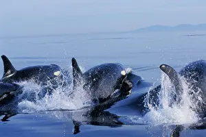 Porpoising: Orca Whales - porpoising (way of swimming)