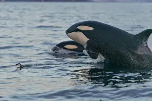 Killer: Orcas (Orcinus orca) hunting, North Atlantic, in