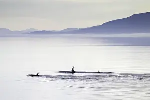 Orcinus: Orcas (Orcinus orca), just after dawn, Inside passage