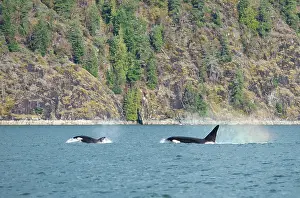 Killer: Orcas (Orcinus orca), off the coast, killer whales