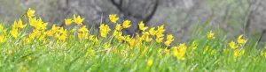 Bloomer: Orchard meadow in spring, wild tulips (Tulipa sylvestris)