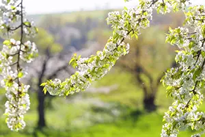 Elbe: Orchard meadows in the Elbe valley above Karpfenschcnke