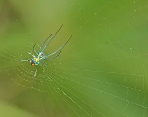 Orbweaver: Orchard Orbweaver