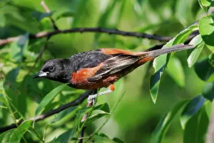 Orioles: Orchard Oriole