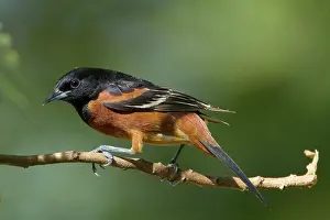 Spurius: Orchard Oriole