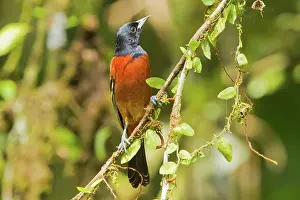 Spurius: Orchard Oriole