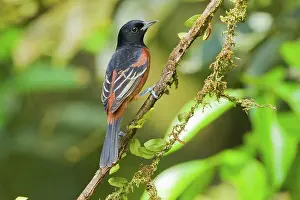 Spurius: Orchard Oriole
