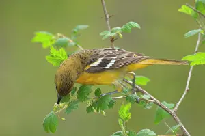Gooseberry: Orchard Oriole - Female feeding among what looks