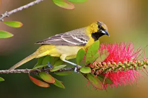 Cameron: Orchard Oriole (Icterius spurius) young