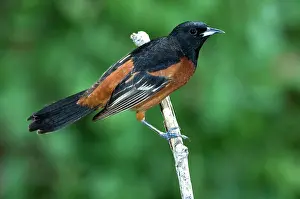 Icterus: Orchard Oriole (Icterus spurius) adult male