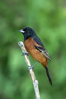 Icterus: Orchard Oriole (Icterus spurius) adult male